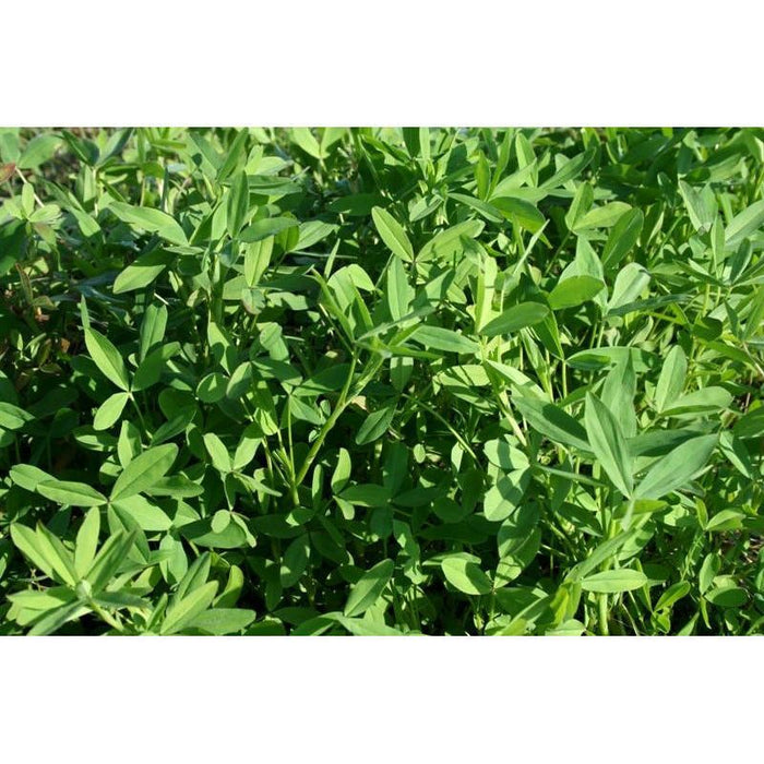 Big Bee Berseem Clover Seed - Seed World