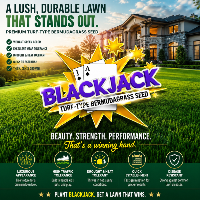 Blackjack Bermuda Grass Seed - Seed World