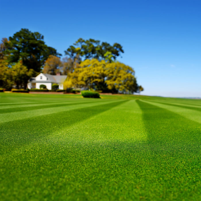 Blackjack Bermuda Grass Seed for dense, deep-green warm-season lawn with striped mowing lines.