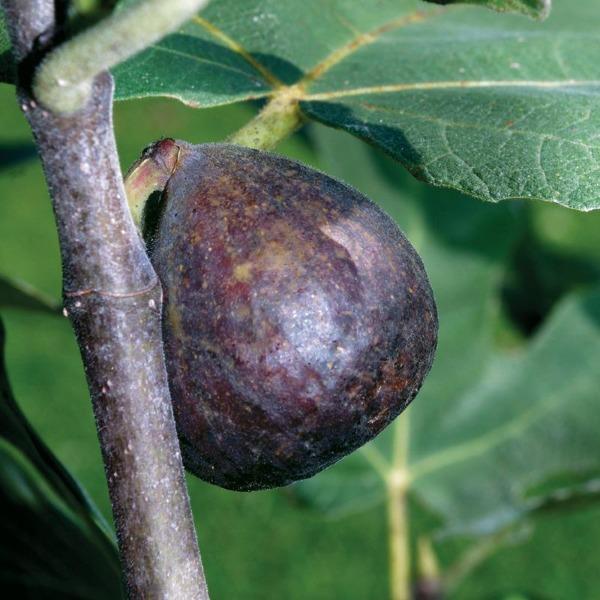 Ripe Brown Turkey Figs hanging from branches in late summer sunlight