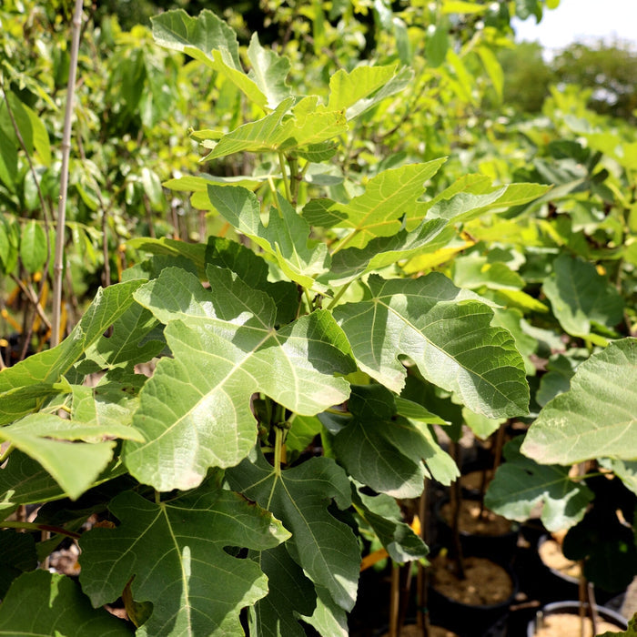 Brown Turkey Fig Tree growing in a backyard edible landscape with broad tropical-looking leaves