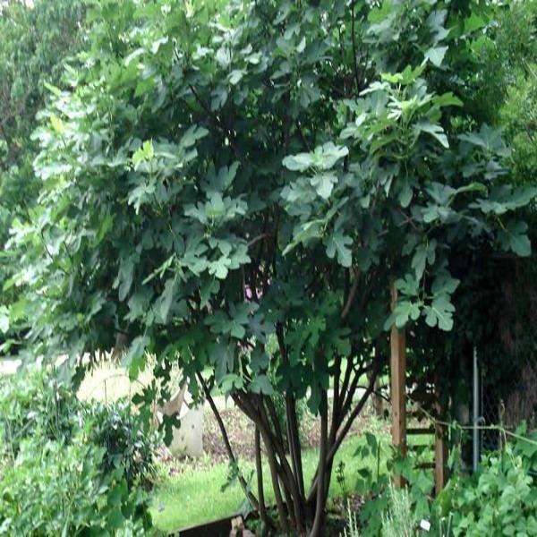 Brown Turkey Fig Tree with large lobed green leaves and ripening figs in a sunny garden