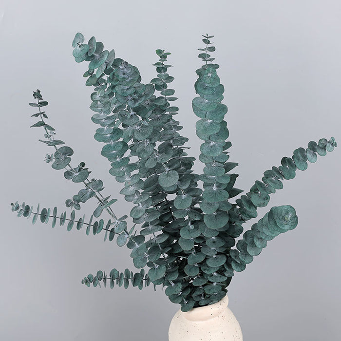 Bulk 10 Pcs Preserved Dried Eucalyptus Stems Wholesale