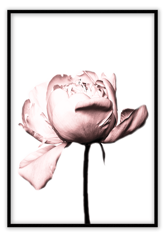 Canvas Print 50x70cm / Black Rosa Rose Rosa Rose Framed Prints Brand