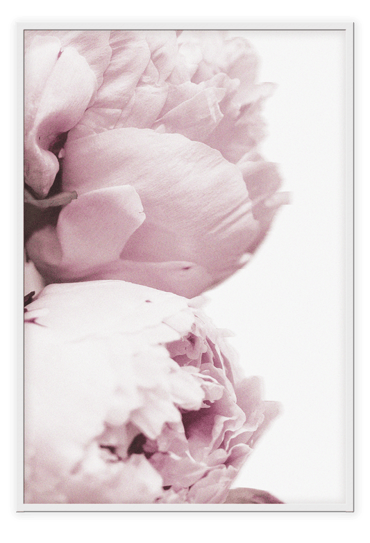 Canvas Print 50x70cm / White Rosie Rosie Wall Art : Ready to hang framed artwork. Brand