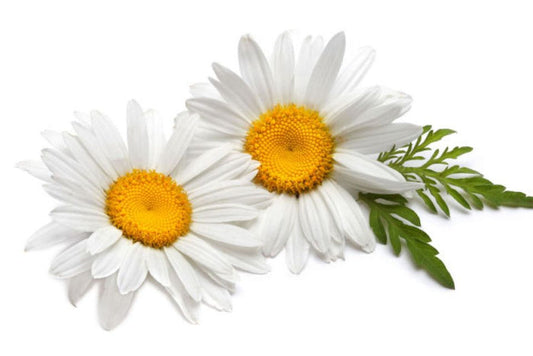 Camomile essential oil 10ml - i-Spa