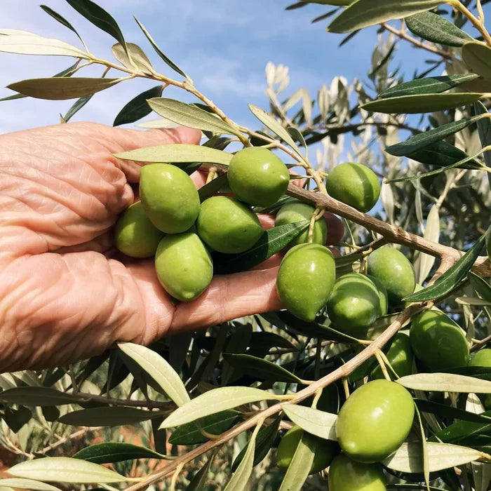 Citizens of Soil Spanish Single Estate Extra Virgin Olive Oil 500ml