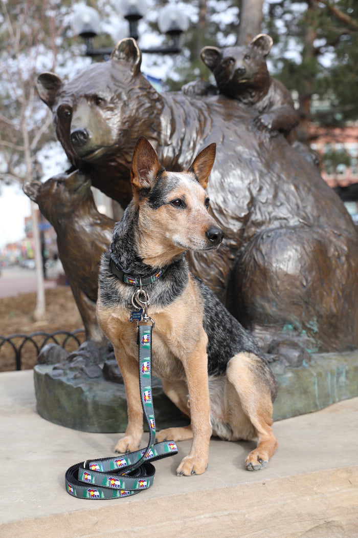 colorado-flag-bear-dog-collar