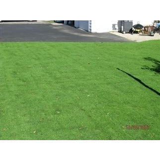 Creeping Bentgrass Seed - 1 Lb. - Seed World