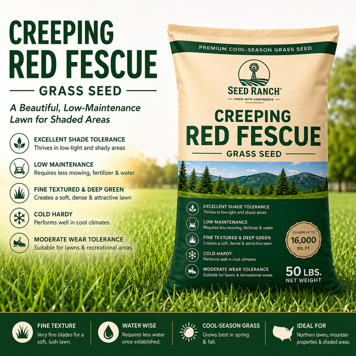 Creeping Red Fescue Grass Seed - Seed World