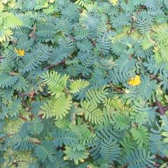 Aeschynomene Seed (Deer Vetch) - Seed World