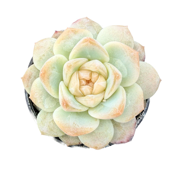 Echeveria 'Ice Soul'