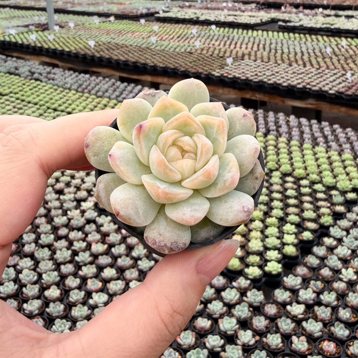 Echeveria 'Ice Soul'