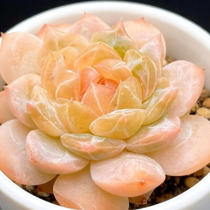 Echeveria 'Ice Soul'
