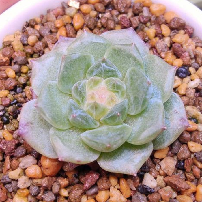 Echeveria 'Ice Soul'