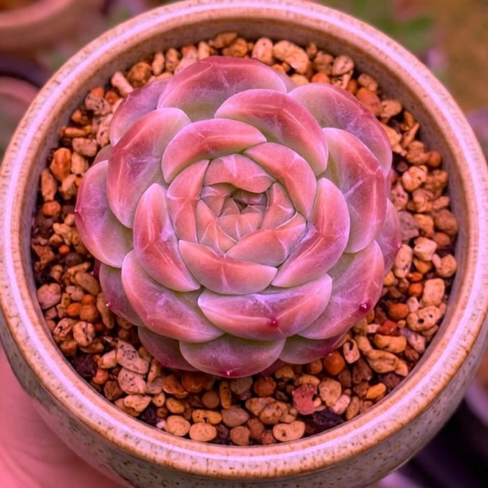 Echeveria 'Ice Soul'