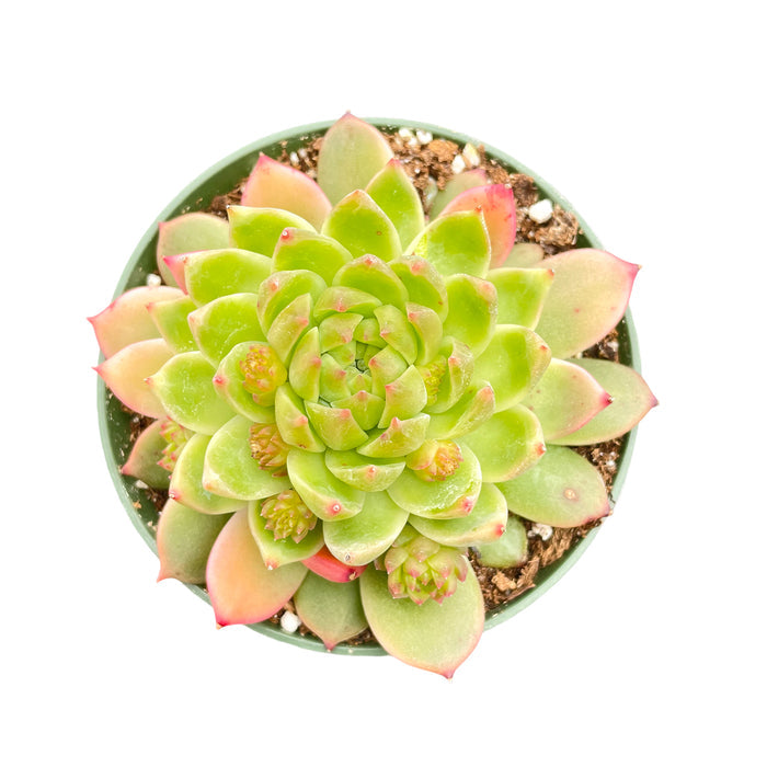 Echeveria The Next Gardener White Ice (4 inch)