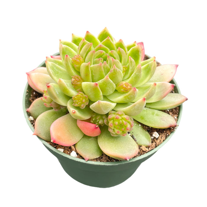 Echeveria The Next Gardener White Ice (4 inch)
