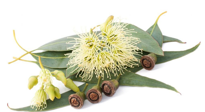 Eacalyptus essential oil 10ml - i-Spa