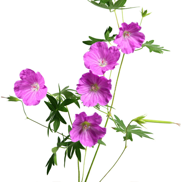 Geranium essential oil 10ml - i-Spa