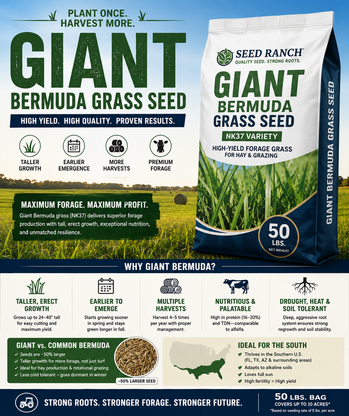 Giant Bermuda Grass Seed (Coated & Hulled) - Seed World