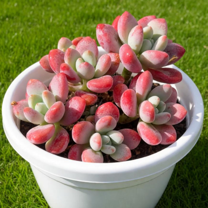 Graptosedum Miul (4 inch)