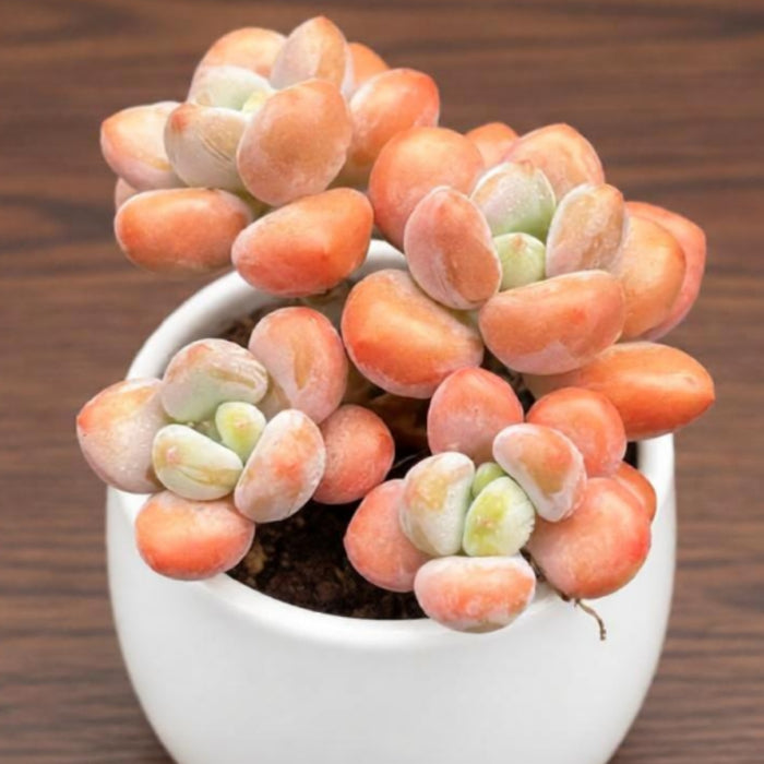 Graptosedum Miul (4 inch)