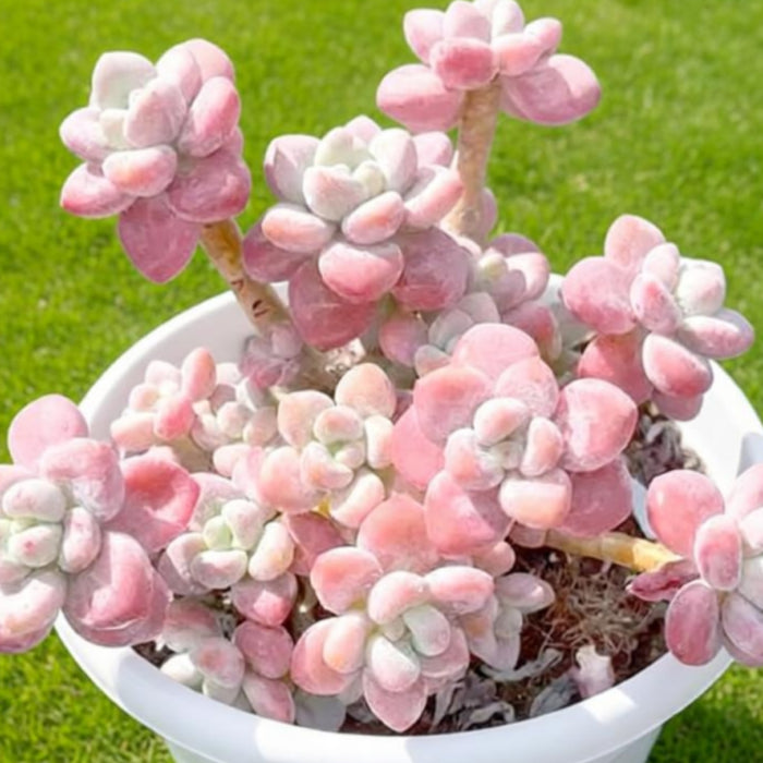Graptosedum Miul (4 inch)