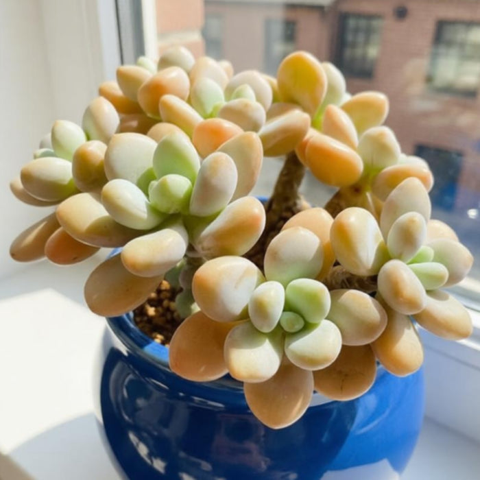 Graptosedum Miul (4 inch)