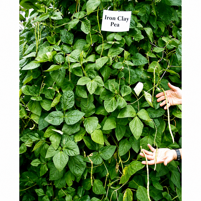 Iron & Clay Cowpea Seed - Seed World
