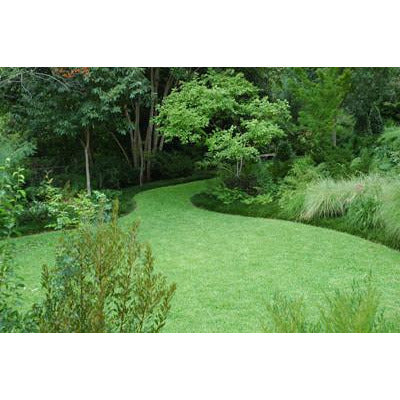 Kentucky 31 Tall Fescue Grass Seed - 1 Lb. - Seed World