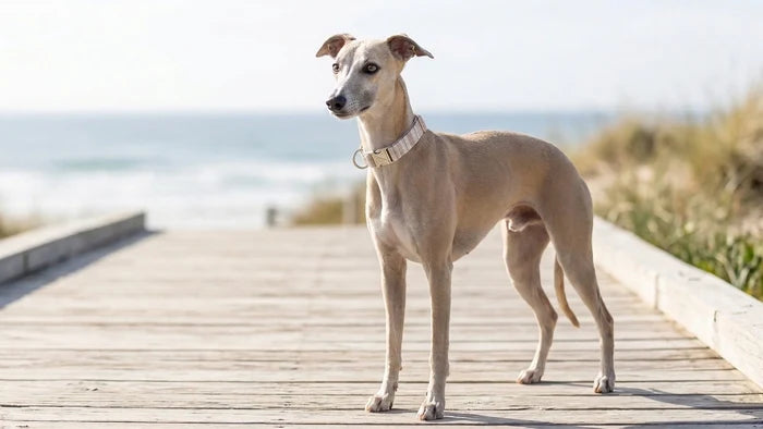 Dog standing on a wooden boardwalk by the beach