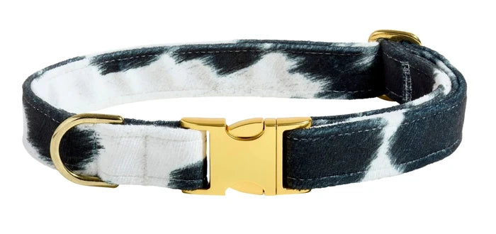 Black and white cow print collar with a gold buckle on a white background