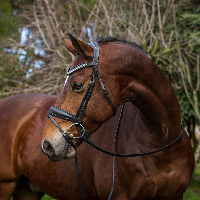 Bay horse wearing black leather majesty bridle, with diamante brow band.
