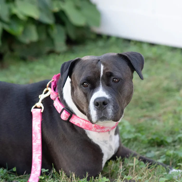 pink-camo-dog-collar-martingale-no-pull