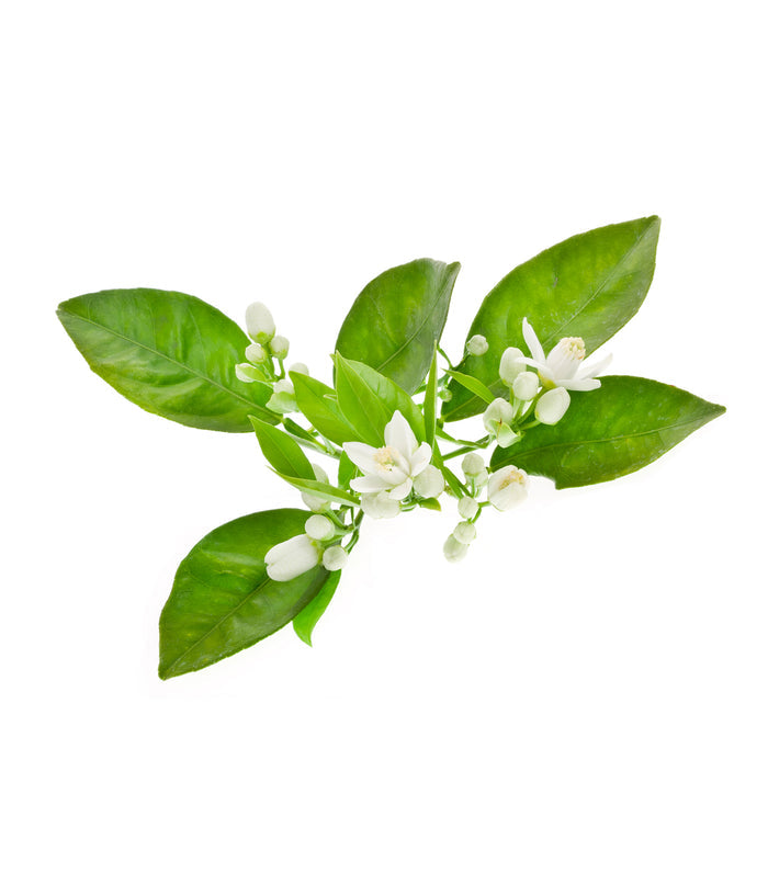 Neroli essential oil 10ml - i-Spa