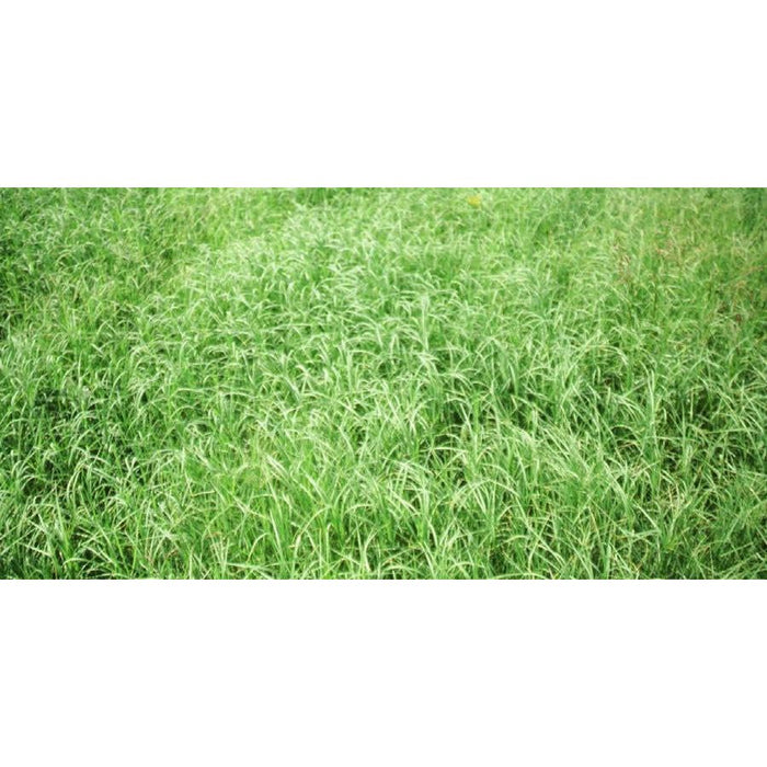 Wrangler Bermuda Grass Seed - Seed World