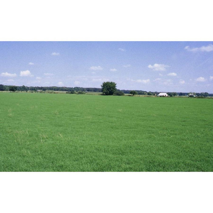 Wrangler Bermuda Grass Seed - Seed World