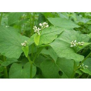 Buckwheat Seeds - Seed World