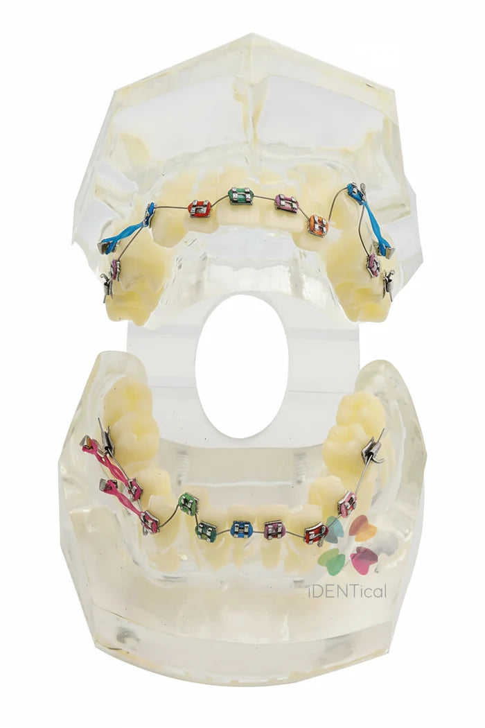 Ortho Model