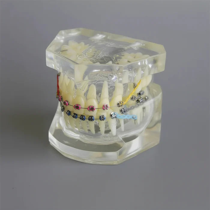 Ortho Model