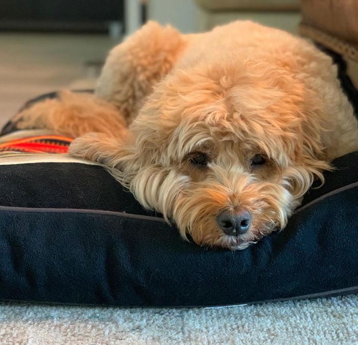 PENDLETON-ACADIA-NATIONAL-PARK-DOG-BED