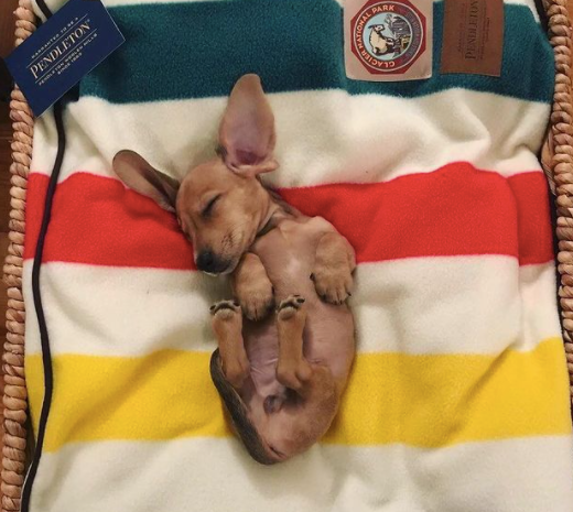 PENDLETON-DOG-BED-GLACIER-NATIONAL-PARK-PUPPT-BIG-EARS