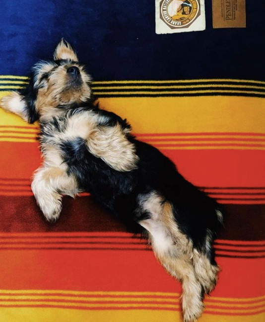 PENDLETON-DOG-BED-GRAND-CANYON-NATIONAL-PARK