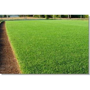Perennial Ryegrass Seed - 5 Lbs. - Seed World