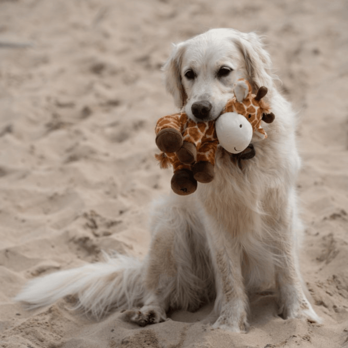 Golden retriever with a Petface George giraffe dog toy in it's mouth, while sat on a sandy beach.