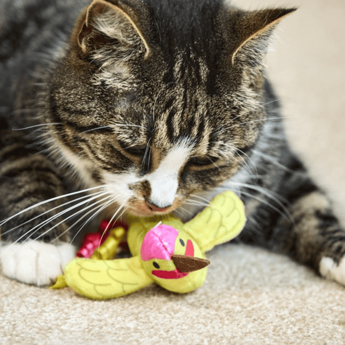 Brown tabby cat with a white nose and paws playing with green, pink and yellow Hummingbird cat toy with a three curls of ribbon as tail on carpet.