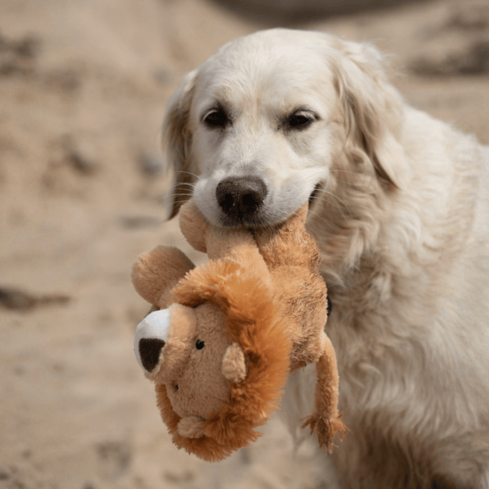 Golden retriever with a Petface Luis Lion dog toy in it's mouth, while sat on a sandy beach.