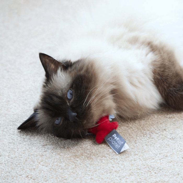 Siamese cat with long haired cream and brown fur lying on yellow and red Piranha cat toy with grey label attached with text 'Petface Planet' on carpet.