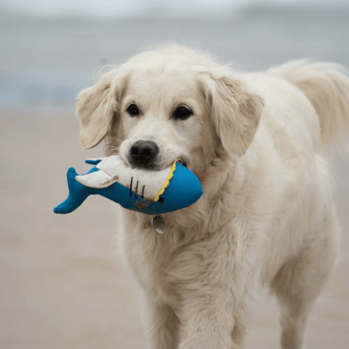 Golden Retriever with bright blue plush shark dog toy with a white belly and yellow felt teeth in it's mouth on a beach.